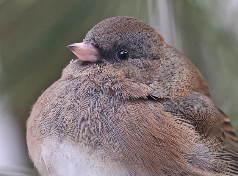 Dark-eyed Junco photo #4