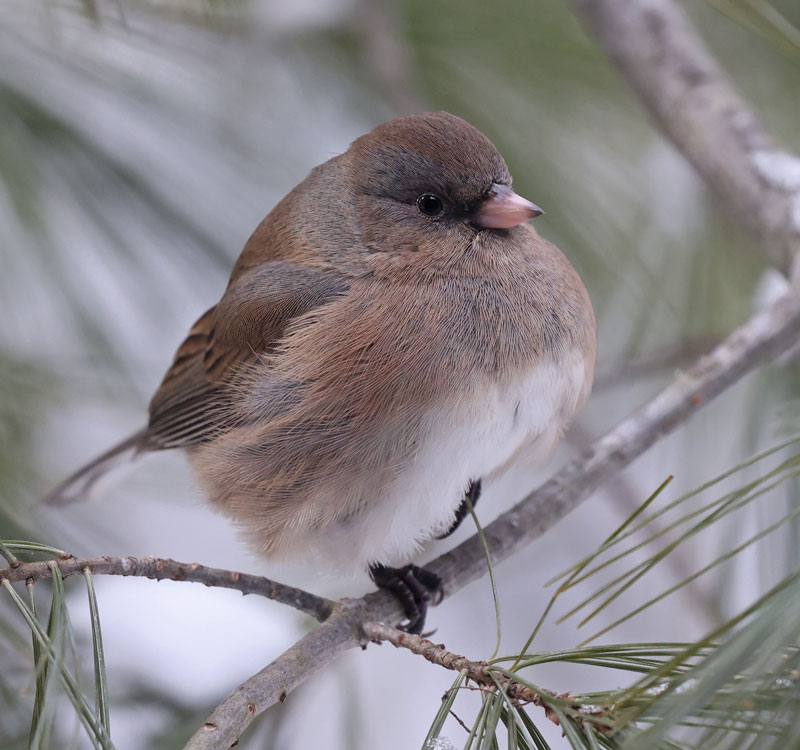 Dark-eyed Junco photo #3