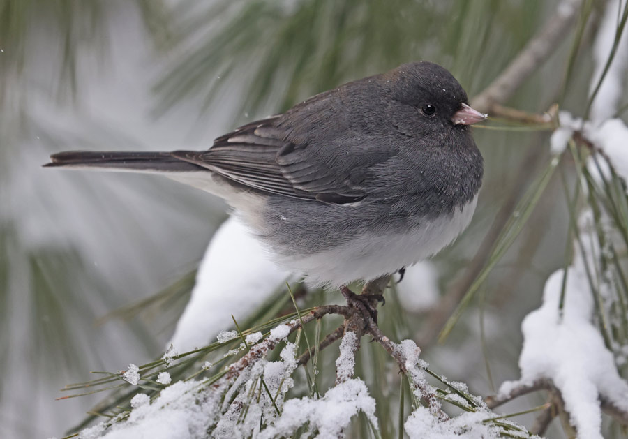 Dark-eyed Junco photo #2