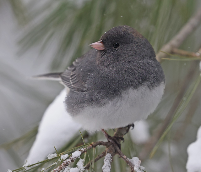 Dark-eyed Junco photo #3