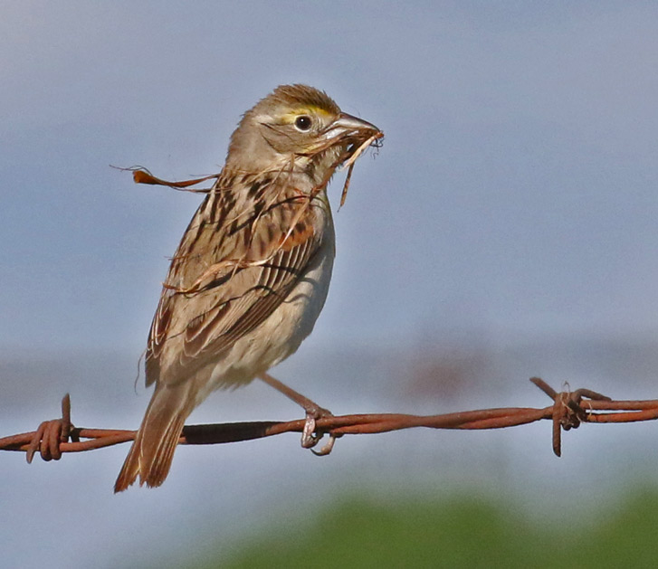 Dickcissel