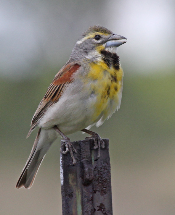 Dickcissel Photo 8