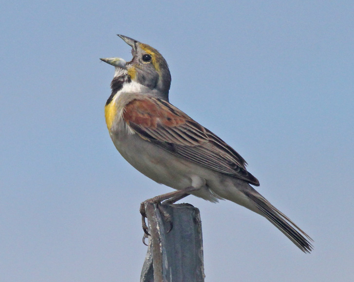 Dickcissel Photo 7