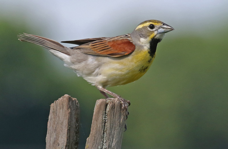 Dickcissel Photo 1
