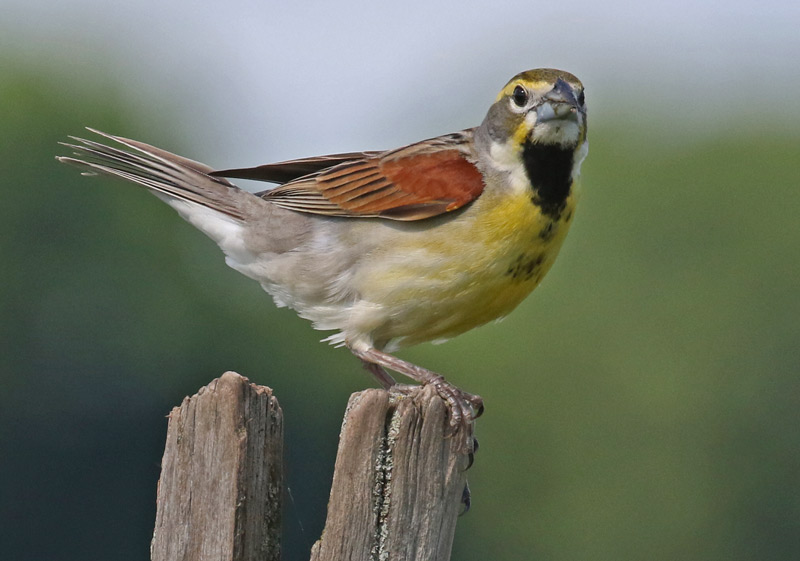 Dickcissel Photo 4