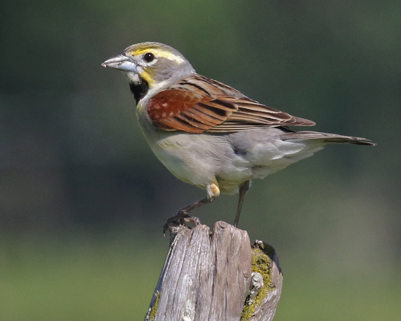 Dickcissel Photo 3