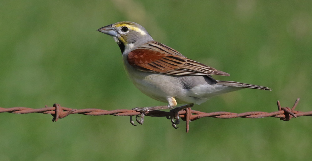 Dickcissel Photo 2