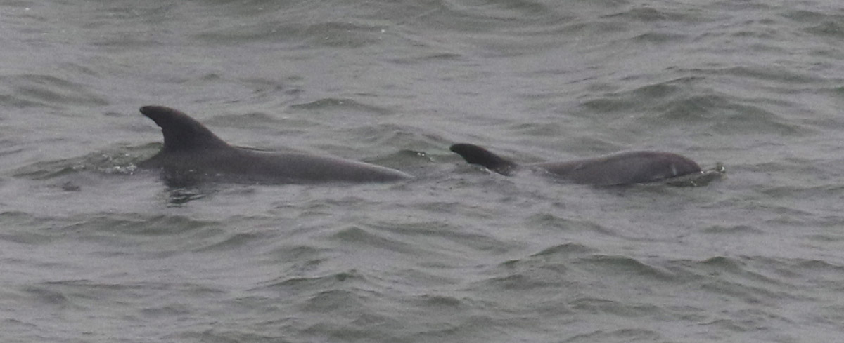 Bottlenose Dolphin