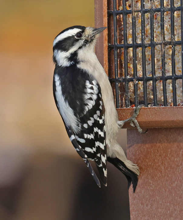 Downy Woodpecker (female)