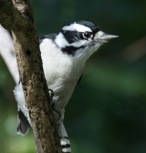 Downy Woodpecker (female)