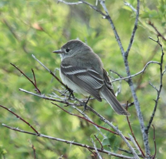 Dusky Flycatcher photo #3