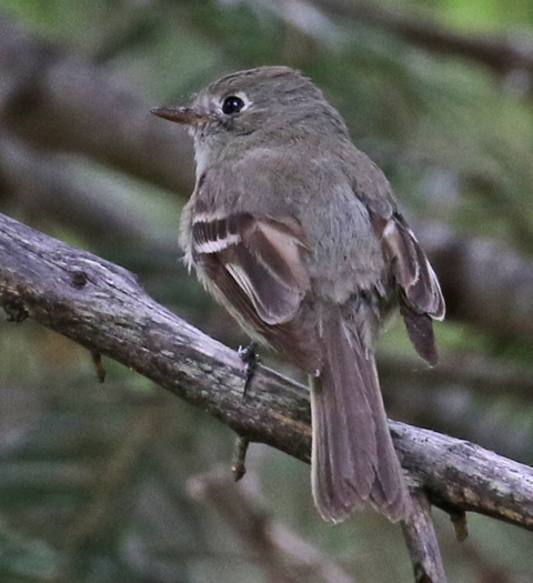 Dusky Flycatcher photo #1