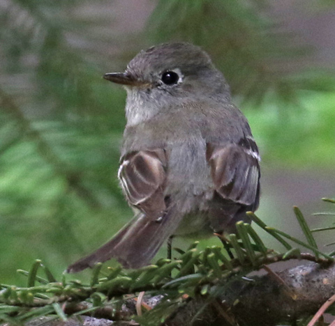 Dusky Flycatcher photo #2