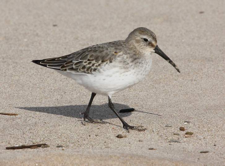 Dunlin photo 1