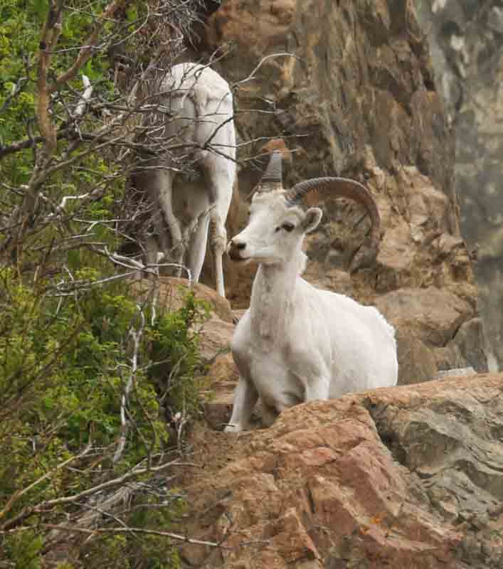Dall's Sheep