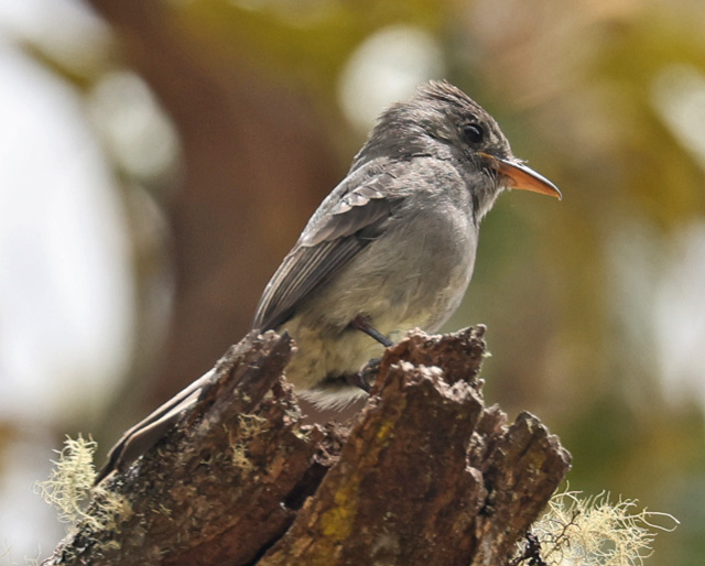 Dark Pewee