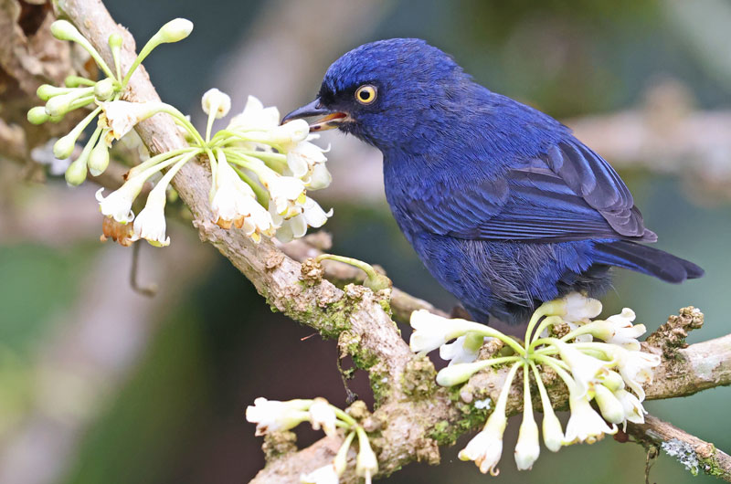 Deep-blue Flowerpiercer