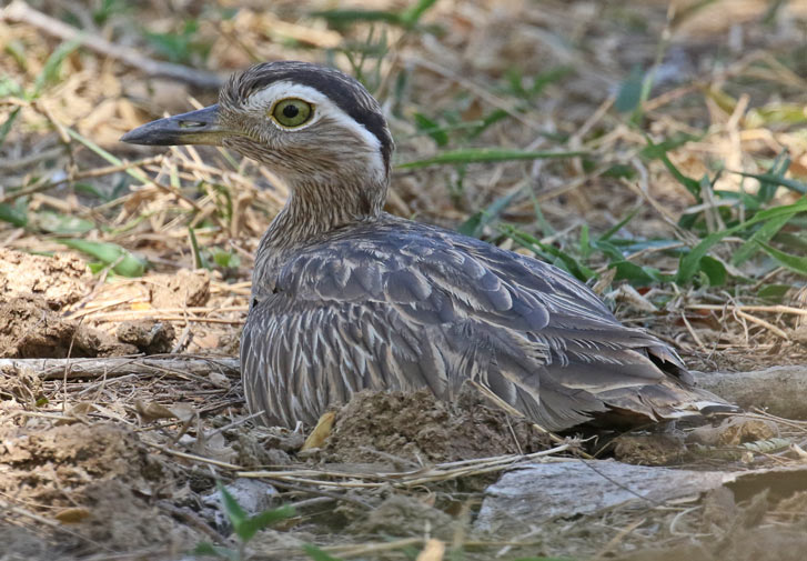 Double-striped Thick-knee