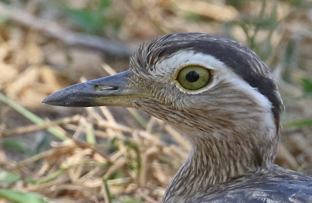 Double-striped Thick-knee