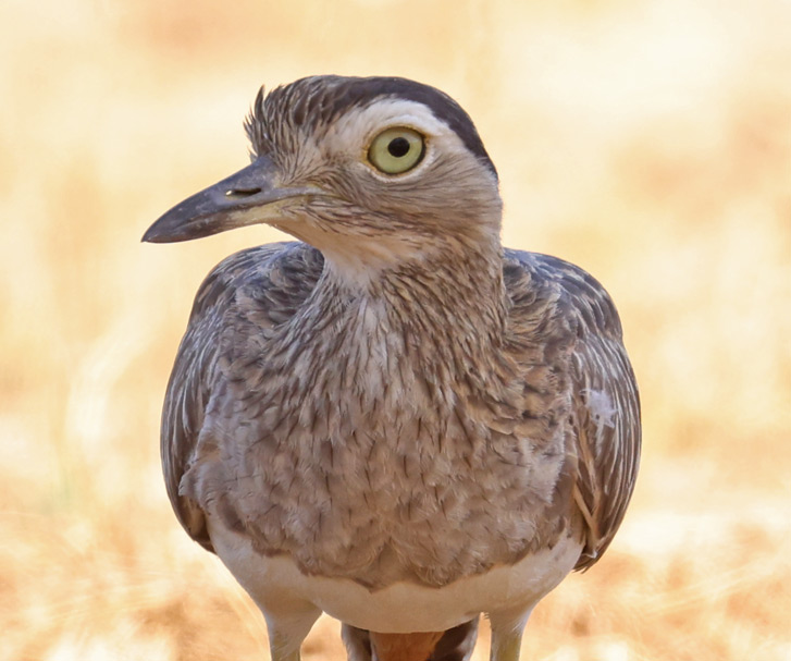 Double-striped Thick-knee