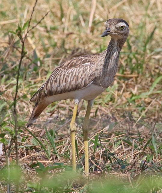 Double-striped Thick-knee