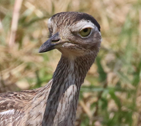 Double-striped Thick-knee