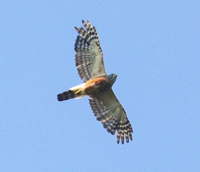Double-toothed Kite