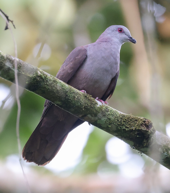 Dusky Pigeon