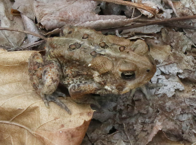 Dwarf American Toad