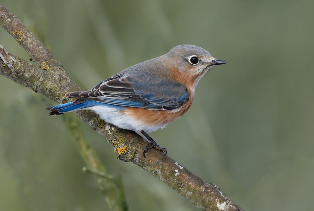 Eastern Bluebird photo #1