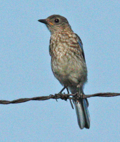 Eastern Bluebird (juvenile)