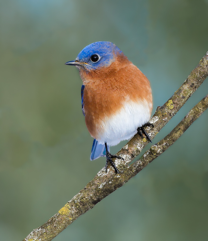 Eastern Bluebird