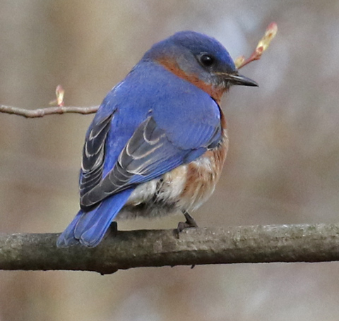 Eastern Bluebird