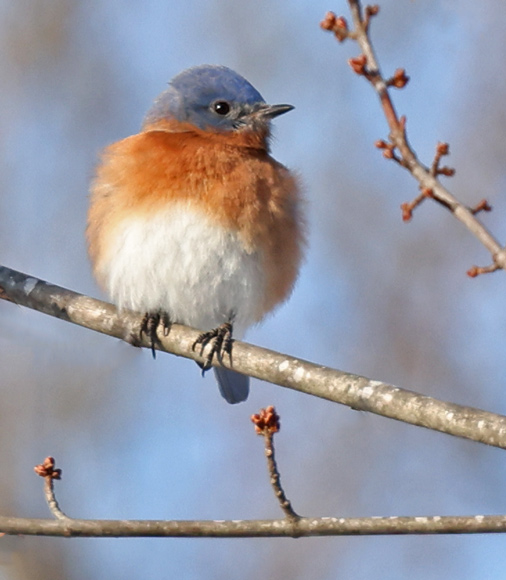 Eastern Bluebird