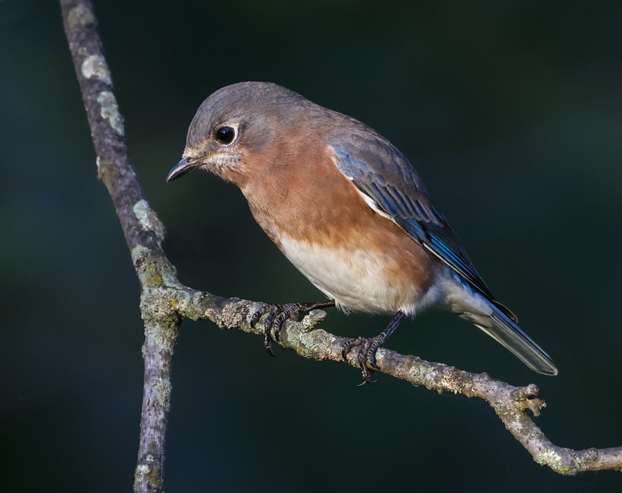 Eastern Bluebird