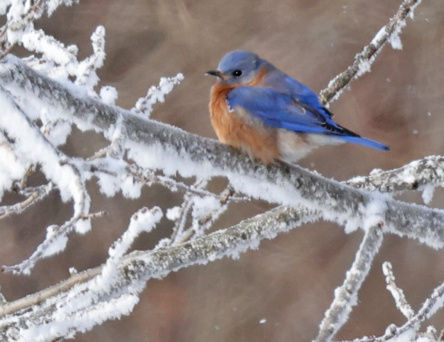 Eastern Bluebird