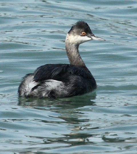 Eared Grebe