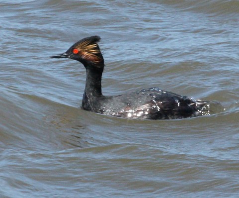 Eared Grebe