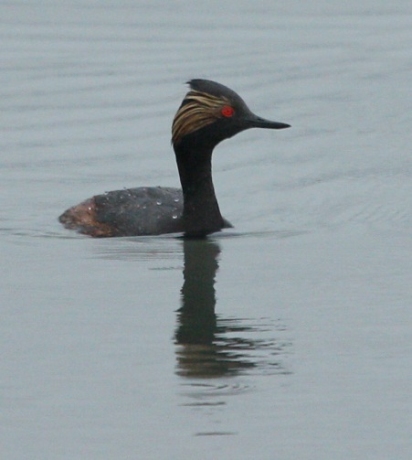Eared Grebe