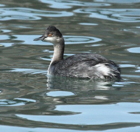 Eared Grebe