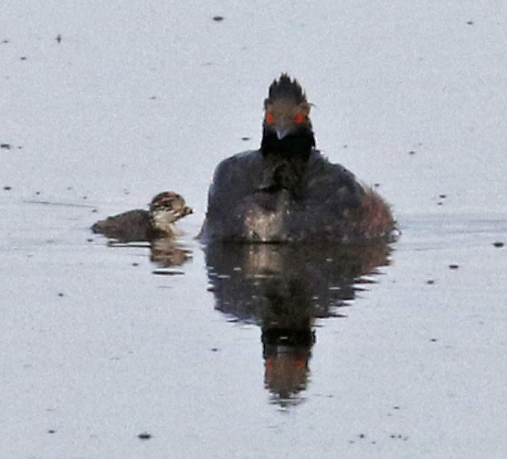 Eared Grebe