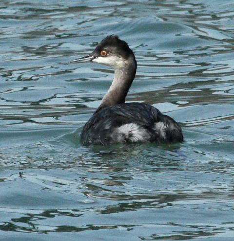 Eared Grebe
