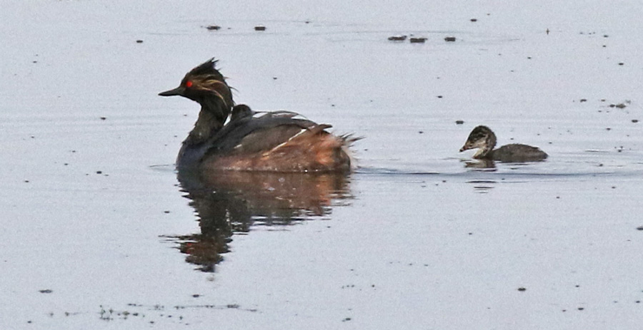 Eared Grebe