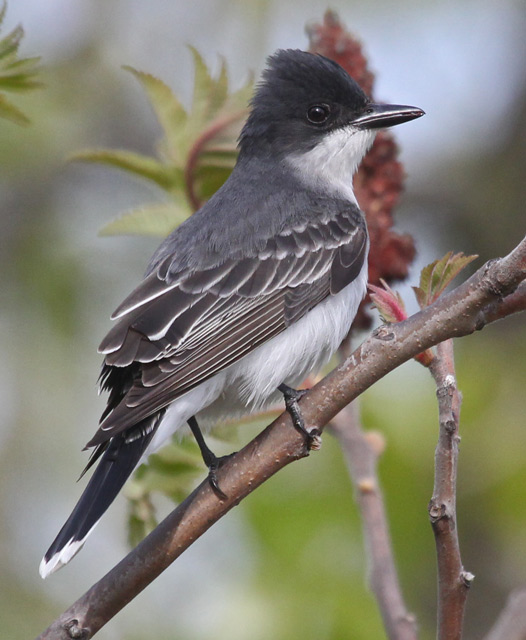 Eastern Kingbird