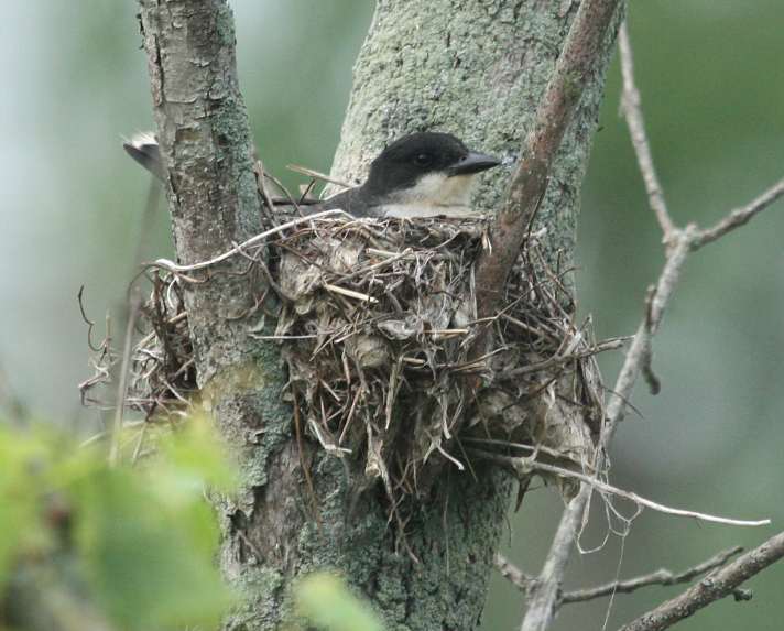 Eastern Kingbird