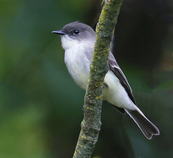 Eastern Phoebe (adult)