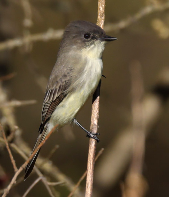 Eastern Phoebe (adult)
