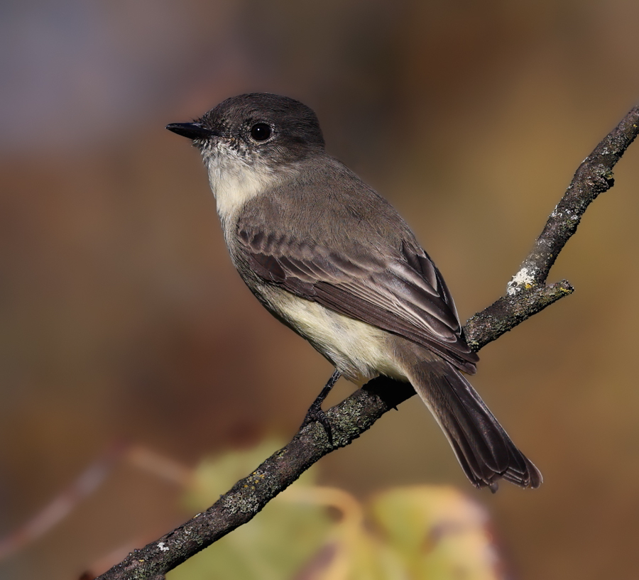 Eastern Phoebe (adult)