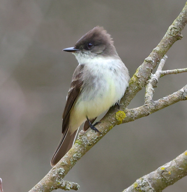 Eastern Phoebe (adult)