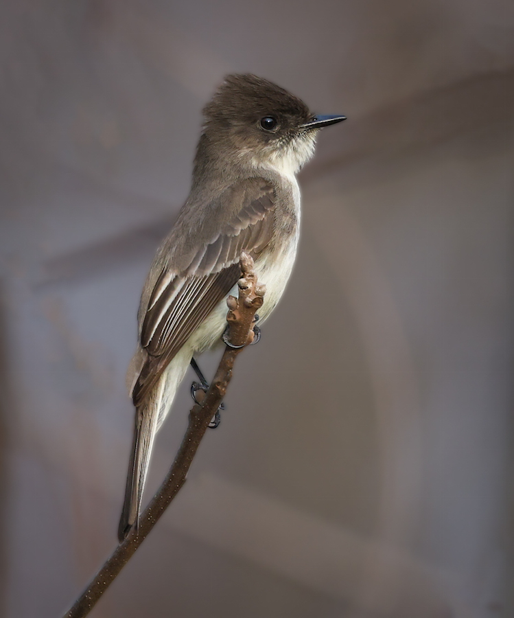Eastern Phoebe (adult)